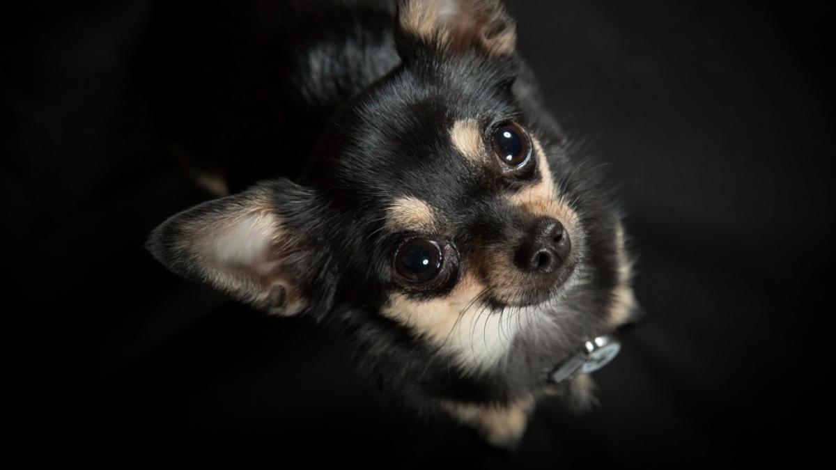 Der 19-J&auml;hrige schlitzte einen Chihuahua-Welpen auf. (Foto)