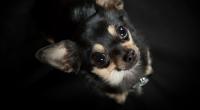 Der 19-Jährige schlitzte einen Chihuahua-Welpen auf.