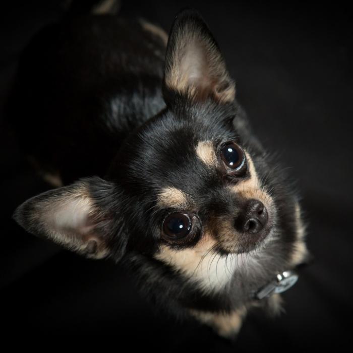 Verstörendes Video! Jugendlicher schlitzt Chihuahua-Welpen die Kehle auf