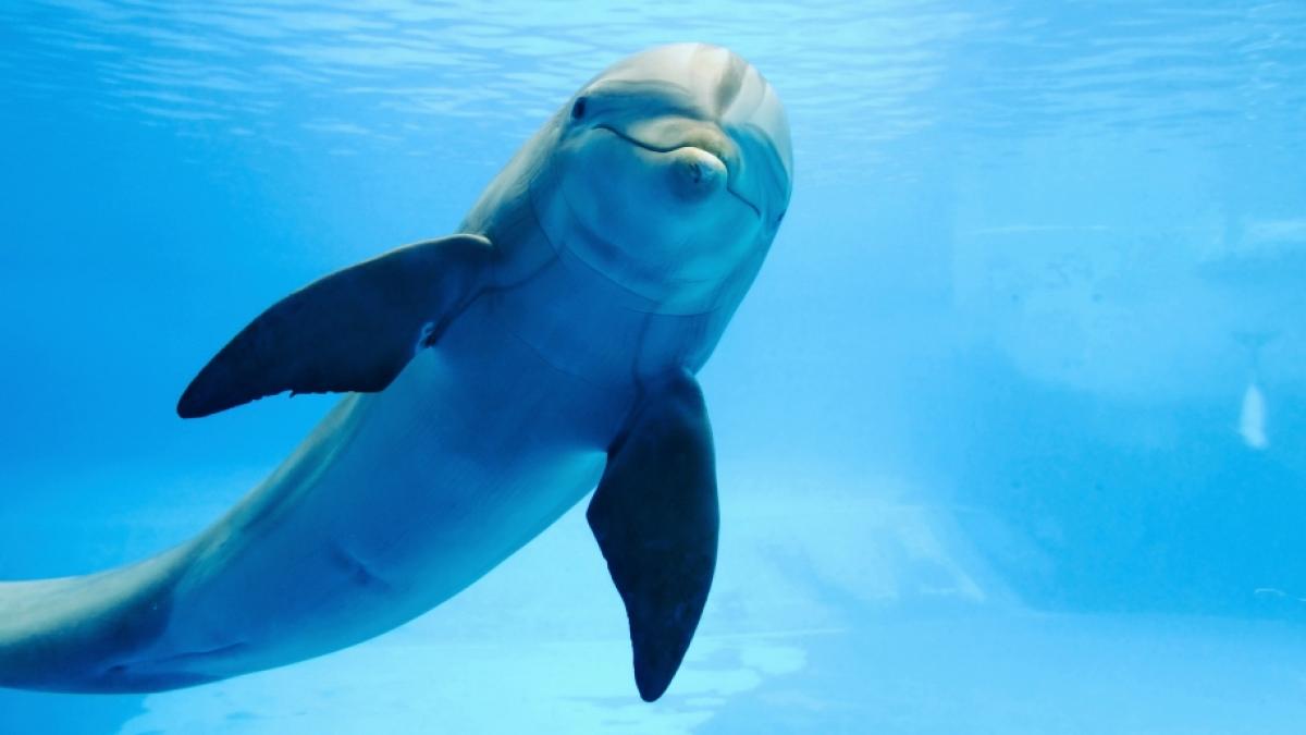 Wladimir Putins "Killer-Delfine" k&ouml;nnten nach einem Sturm entkommen sein. (Foto)