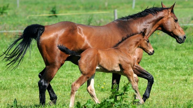 Tierquäler haben sich an Pferden in Thüringen vergangen.