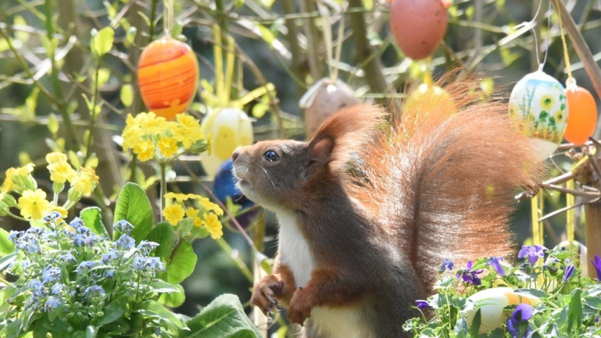 Ein Eichh&ouml;rnchen hat in einer f&uuml;r Ostern geschm&uuml;ckten Blumenschale Platz genommen. (Foto)
