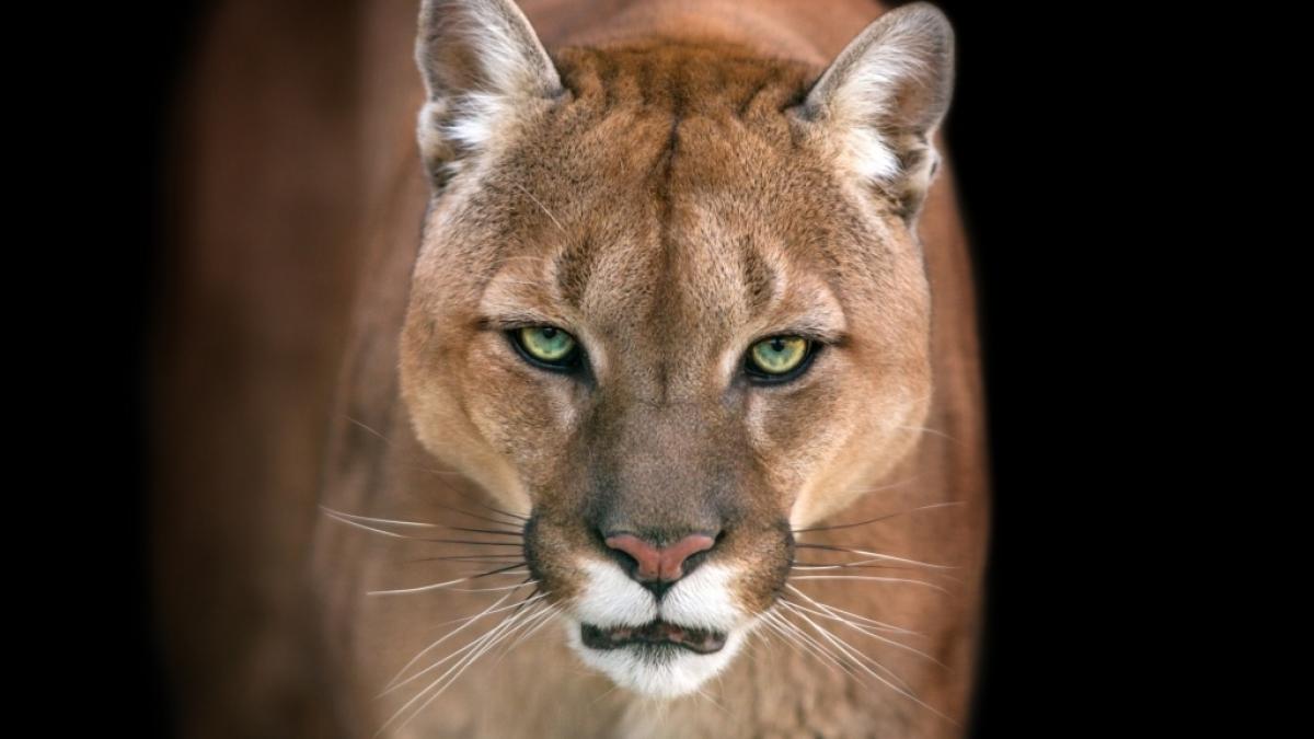 Ein Puma wollte einen 5-J&auml;hrigen fressen. (Foto)