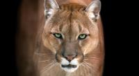 Ein Puma wollte einen 5-Jährigen fressen.