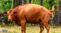 Ein indischer Abgeordneter schwört auf Kuh-Urin im Kampf gegen das Coronavirus.