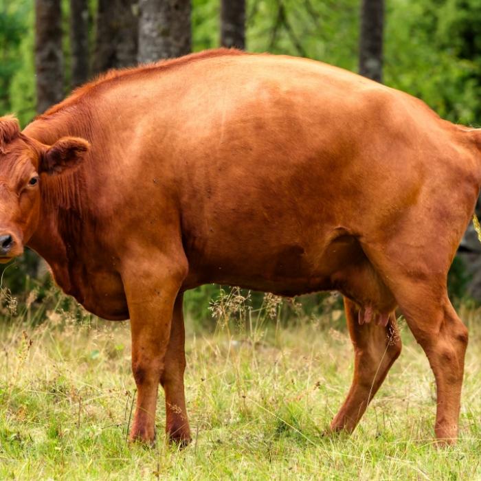 Indischer Abgeordneter trinkt Kuh-Urin zum Schutz vor Coronavirus