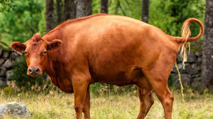 Ein indischer Abgeordneter schwört auf Kuh-Urin im Kampf gegen das Coronavirus.