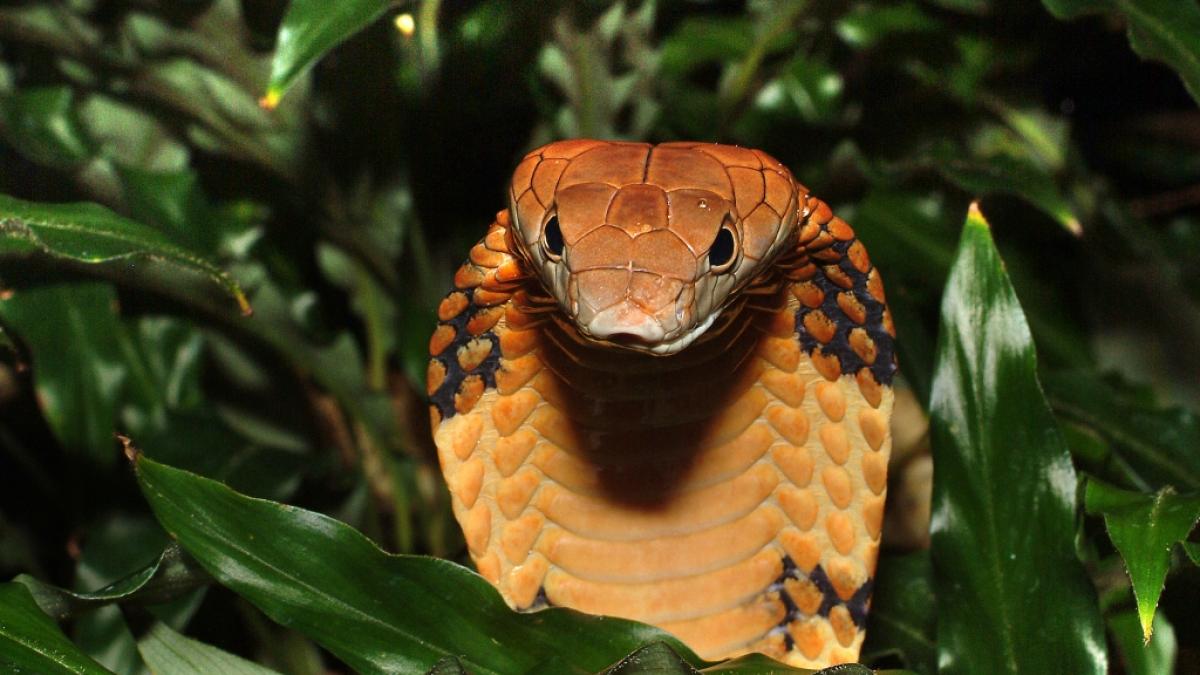 Sind Menschen auch bald so giftig wie diese K&ouml;nigskobra (Ophiophagus Hannah)? (Foto)