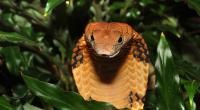 Sind Menschen auch bald so giftig wie diese Königskobra (Ophiophagus Hannah)?
