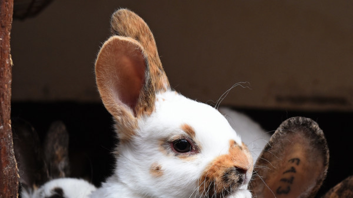 Ein Kaninchen im Tierpark Klingenthal musste eingeschl&auml;fert werden, nachdem ihm von Kindern die Wirbels&auml;ule gebrochen wurde (Symbolbild). (Foto)