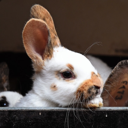 Grausame Tierquäler! Kinder brechen Kaninchen die Wirbelsäule