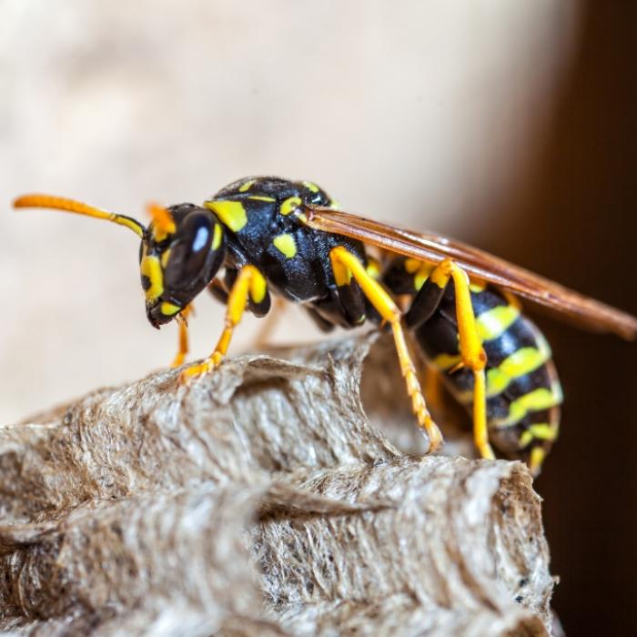 Darum werden Wespen von manchen Menschen besonders stark angezogen