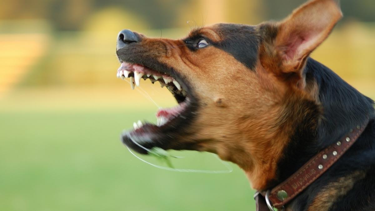 In Wales ist es zu einer schrecklichen Hunde-Attacke gekommen. (Foto)