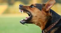 In Wales ist es zu einer schrecklichen Hunde-Attacke gekommen.