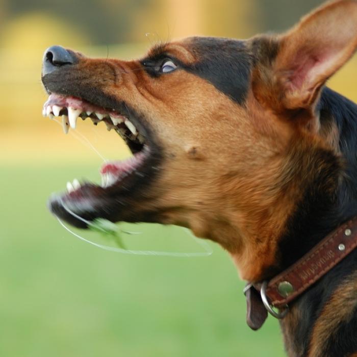 Keiner konnte ihn stoppen! Hund stürzt sich auf 5 Monate altes Baby