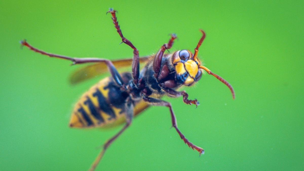 Insekten sind l&auml;stig, stehen allerdings unter Naturschutz - daher bedarf es sanfter Methoden, sie loszuwerden. (Foto)