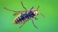 Insekten sind lästig, stehen allerdings unter Naturschutz - daher bedarf es sanfter Methoden, sie loszuwerden.