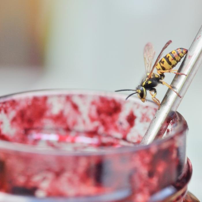 Diese Tiere im Garten zu töten, ist strafbar