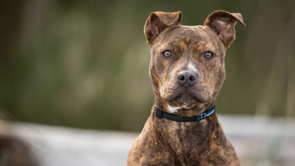 Playboy-Model Heather Elizabeth Parkhurst wurde von ihrem eigenen Pitbull attackiert. (Foto)