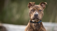 Playboy-Model Heather Elizabeth Parkhurst wurde von ihrem eigenen Pitbull attackiert.