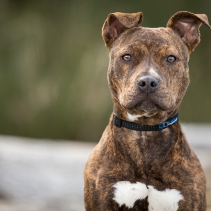 Pitbulls reißen Playmate fast den Arm ab
