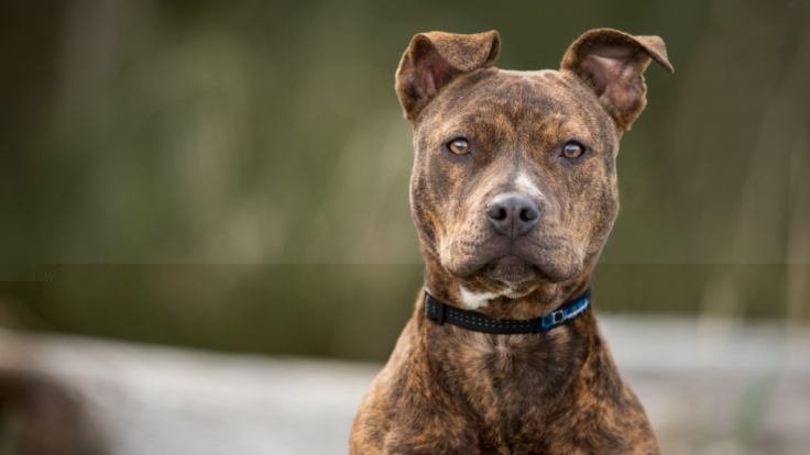 Playboy-Model Heather Elizabeth Parkhurst wurde von ihrem eigenen Pitbull attackiert.