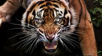 Ein fataler Fehler kostete einen Zoowärter das Leben. Ein Tiger verletzte den 52-Jährigen tödlich.