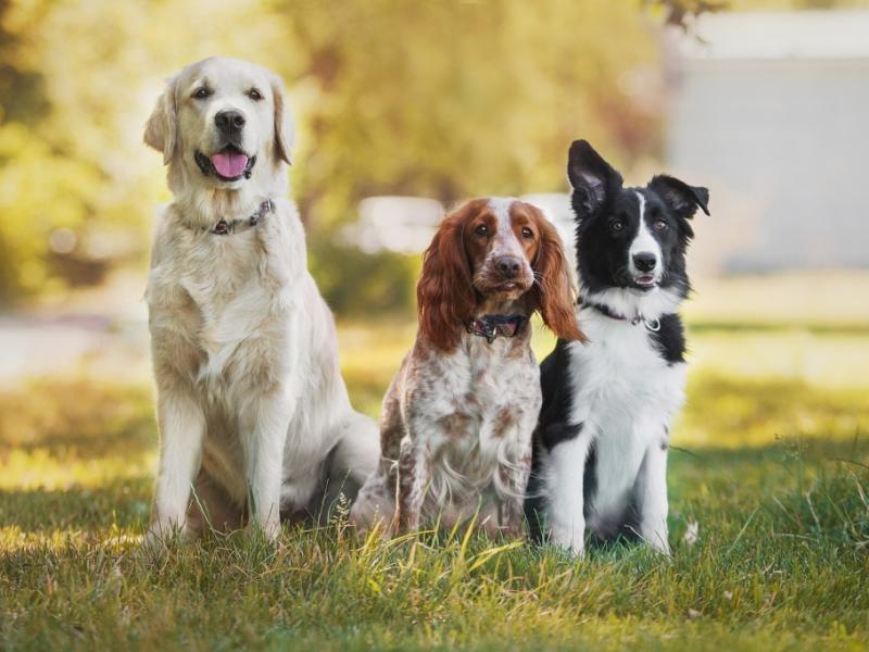 Tiere: Mann ersticht aggressiven Hund - 70-Jährige verblutet fast