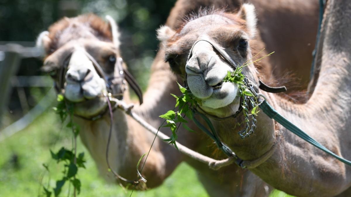 Das Middle East Respiratory Syndrome, kurz MERS, hat seinen Ursprung auf der Arabischen Halbinsel und wird auch als "Kamel-Grippe" bezeichnet. (Foto)