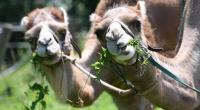 Das Middle East Respiratory Syndrome, kurz MERS, hat seinen Ursprung auf der Arabischen Halbinsel und wird auch als 