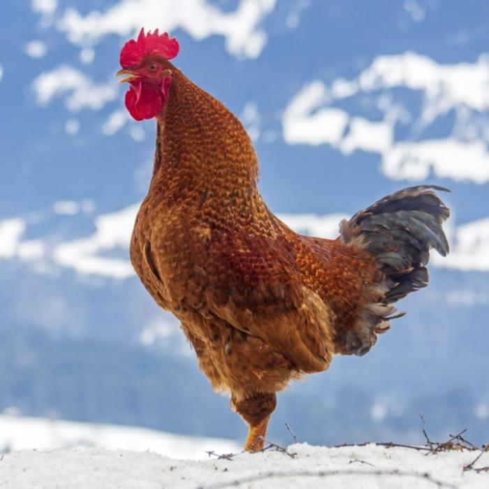 Wettervorhersage durch uralte Regeln: DAS prophezeit der Januar