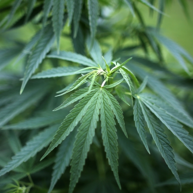 Polizei verbrennt 3,3 Tonnen Gras - ganze Stadt wird high!