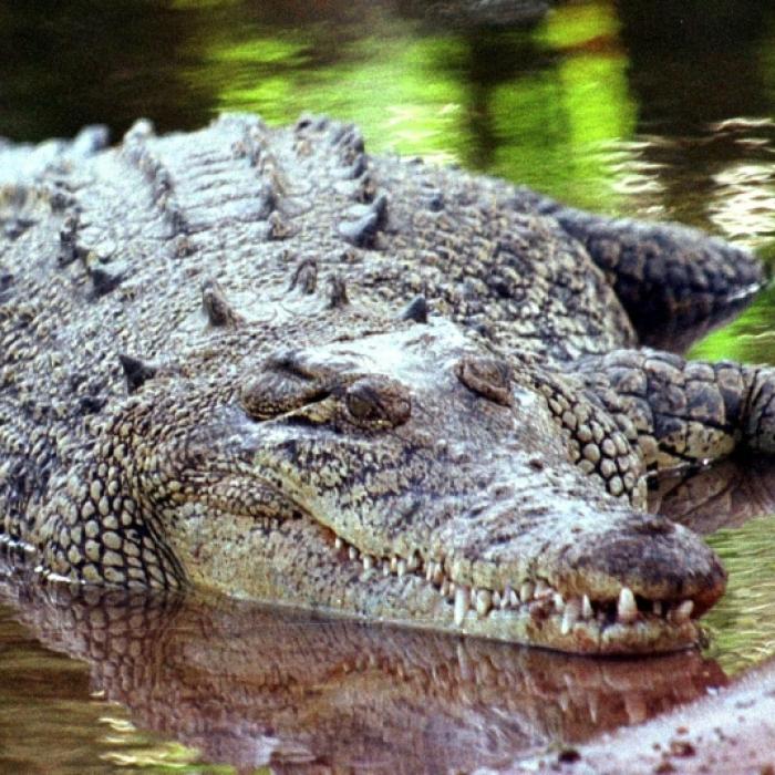 Monster-Reptil verbeißt sich in Bein von Eier-Dieb (29) - Zustand kritisch!