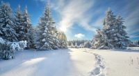 Was prophezeit der Hundertjährige Kalender für Januar 2018?