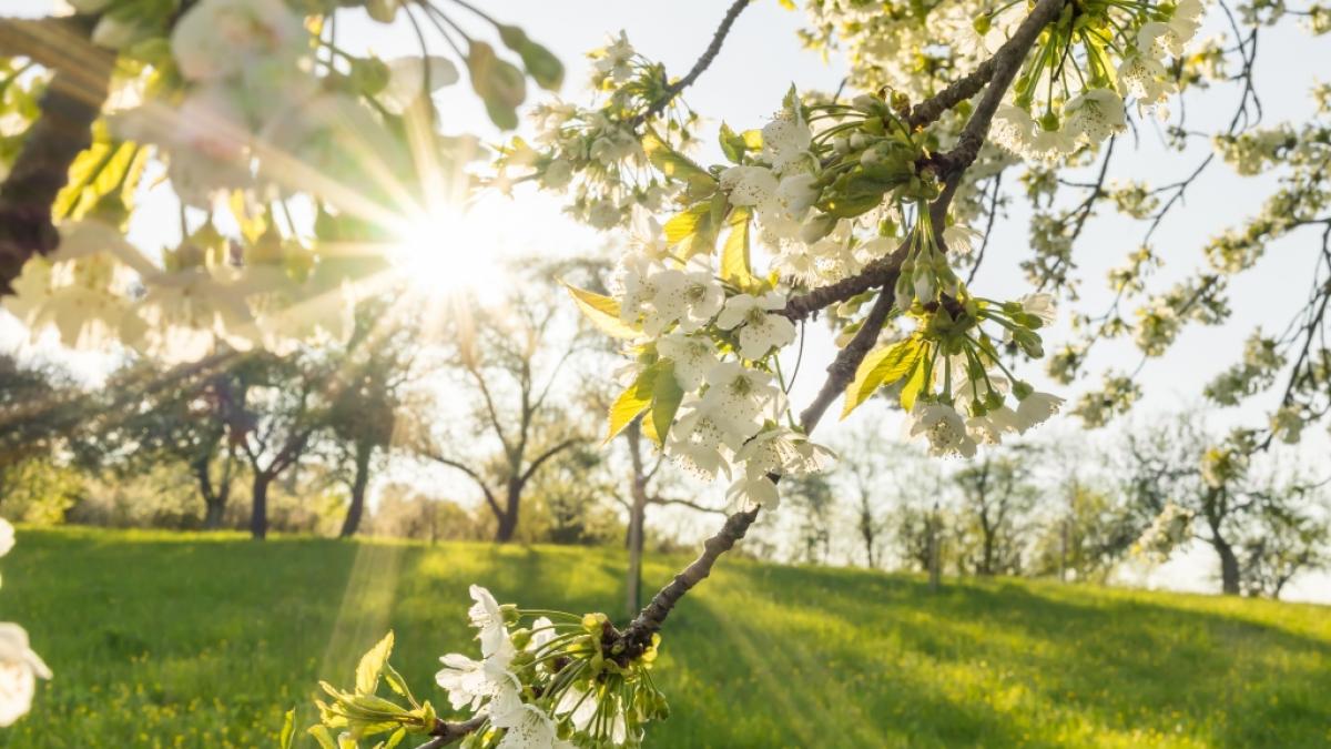 Wie wird das Wetter im Wonnemonat Mai? (Foto)