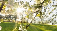 Wie wird das Wetter im Wonnemonat Mai?