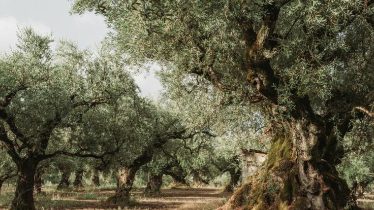 Weil Dämonen es ihm befohlen haben, missbrauchte und ermordete der Satanist Paraskasis eine US-Bürgerin auf seinem Olivenhain.