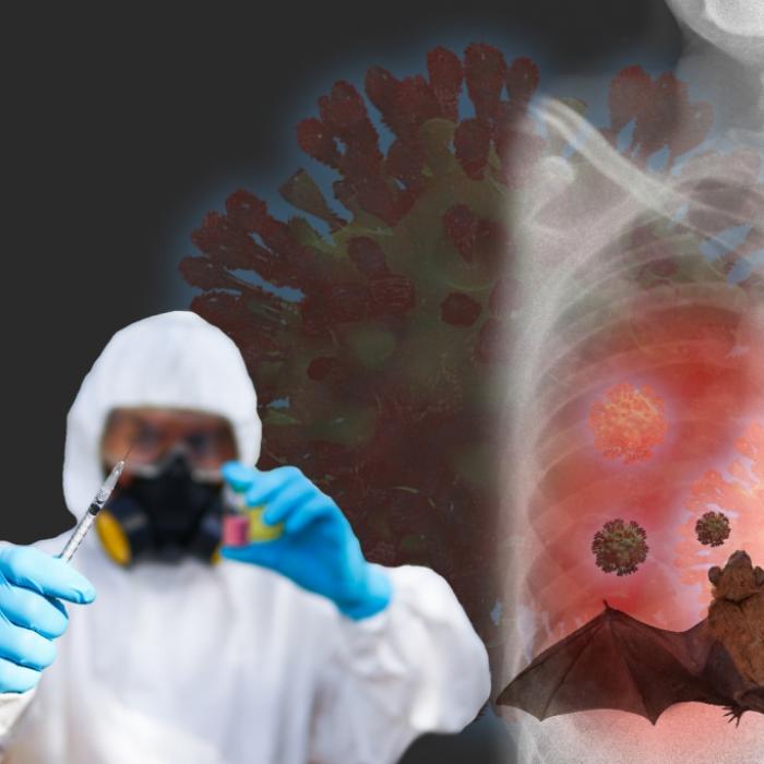 WHO knackt Ursprungs-Rätsel! Patient Null infizierte sich vermutlich bei Fledermaus