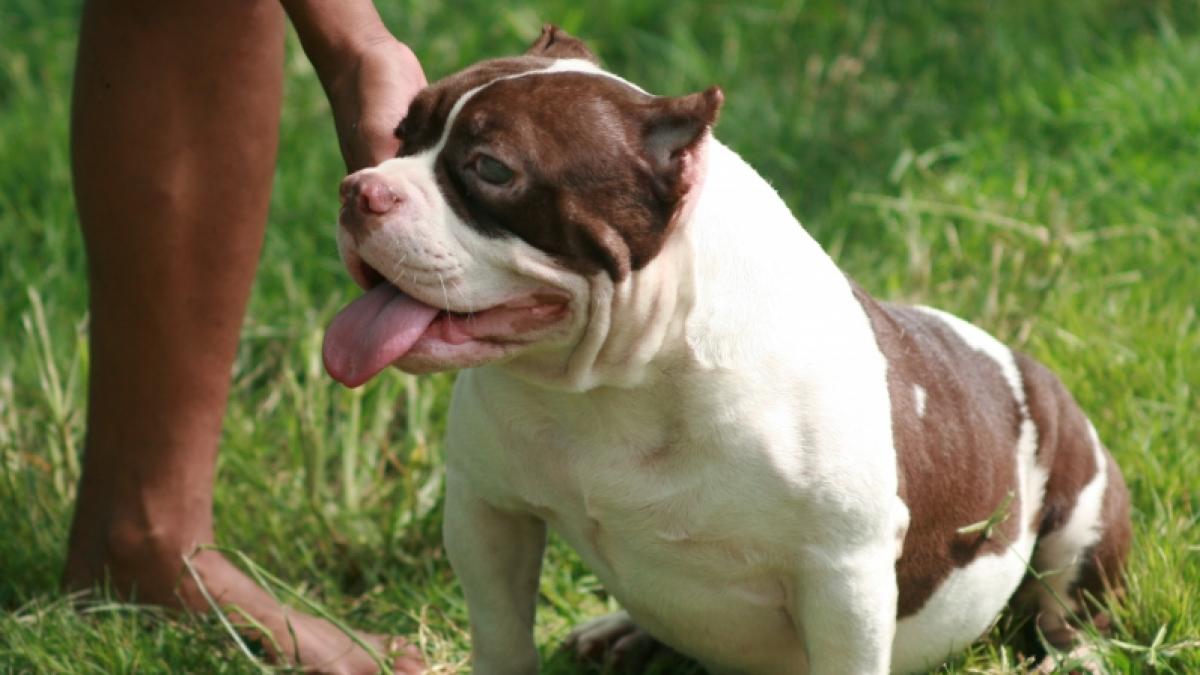 Ein American Bully Pocket hat ein Kleinkind get&ouml;tet. (Foto)