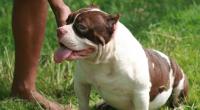 Ein American Bully Pocket hat ein Kleinkind getötet.