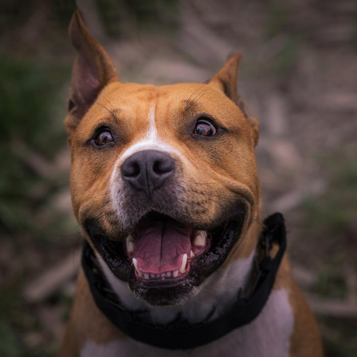 Pitbull-Mischling zerfleischt Kind (6)! Bestie wird eingeschläfert
