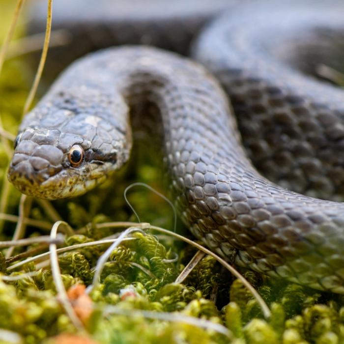 Würg! Ärzte entfernen gigantische Schlange aus Hals von Frau