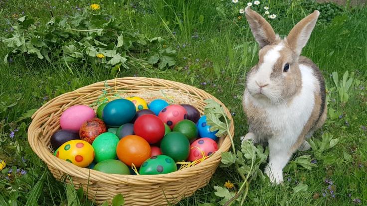 Geschenkte Tiere