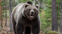 Wanderer wurden in Griechenland im Wald nahe einer Klippe von einem Braunbären angegriffen. Nur einer von ihnen überlebte die Bären-Attacke (Symbolbild).