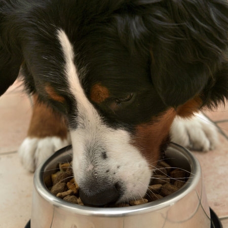 Diese 15 Hundefutter sollten sie nicht kaufen