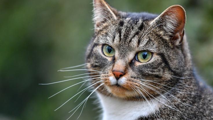 Ein Tier-Hasser hat eine Katze geköpft.
