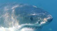 In Australien wurde ein 17-jähriger Surfer von einem Hai totgebissen.