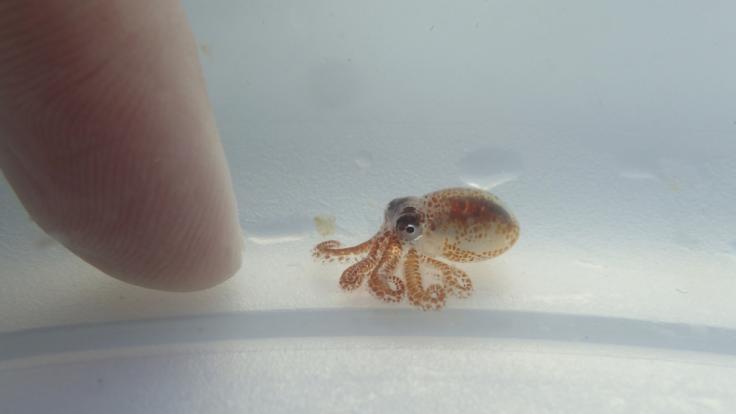 Dieser Baby-Oktopus wurde auf einem im Wasser treibenden Müllberg vor Hawaii gefunden.