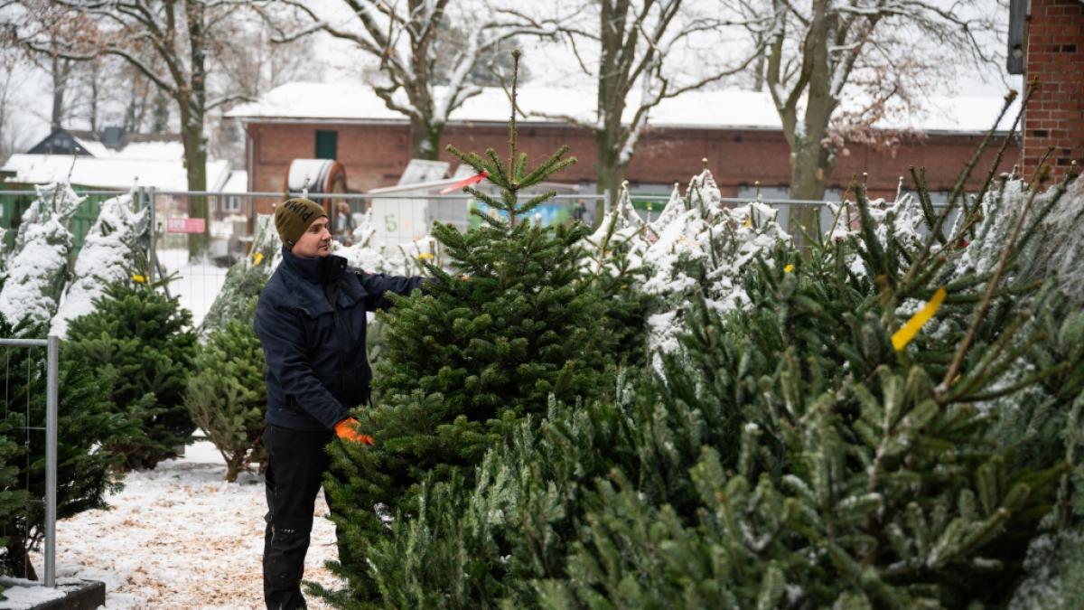 Jedes Jahr werden in Deutschland Weihnachtsb&auml;ume bis zu 25 Millionen Weihnachtsb&auml;ume verkauft. (Foto)