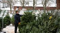 Jedes Jahr werden in Deutschland Weihnachtsbäume bis zu 25 Millionen Weihnachtsbäume verkauft.